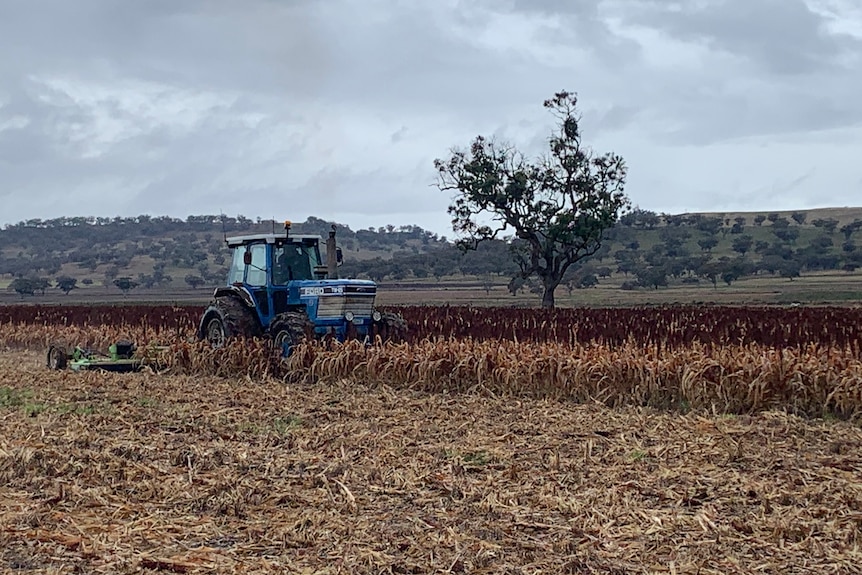 A tractor cutting a sorghum crop on an overcast day.