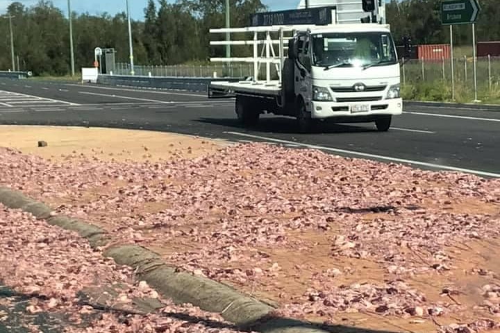 Des tripes de poulet éparpillées sur une route avec un camion en arrière-plan.