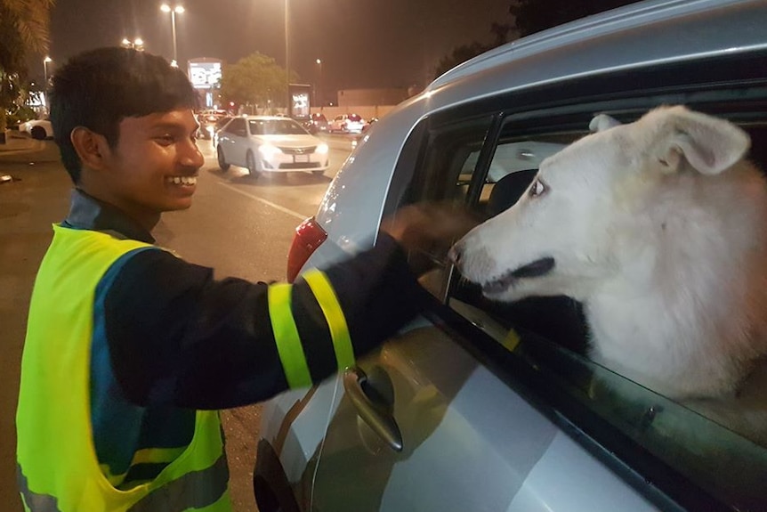 A man smiles widely while patting a white German shepherd through a car window.