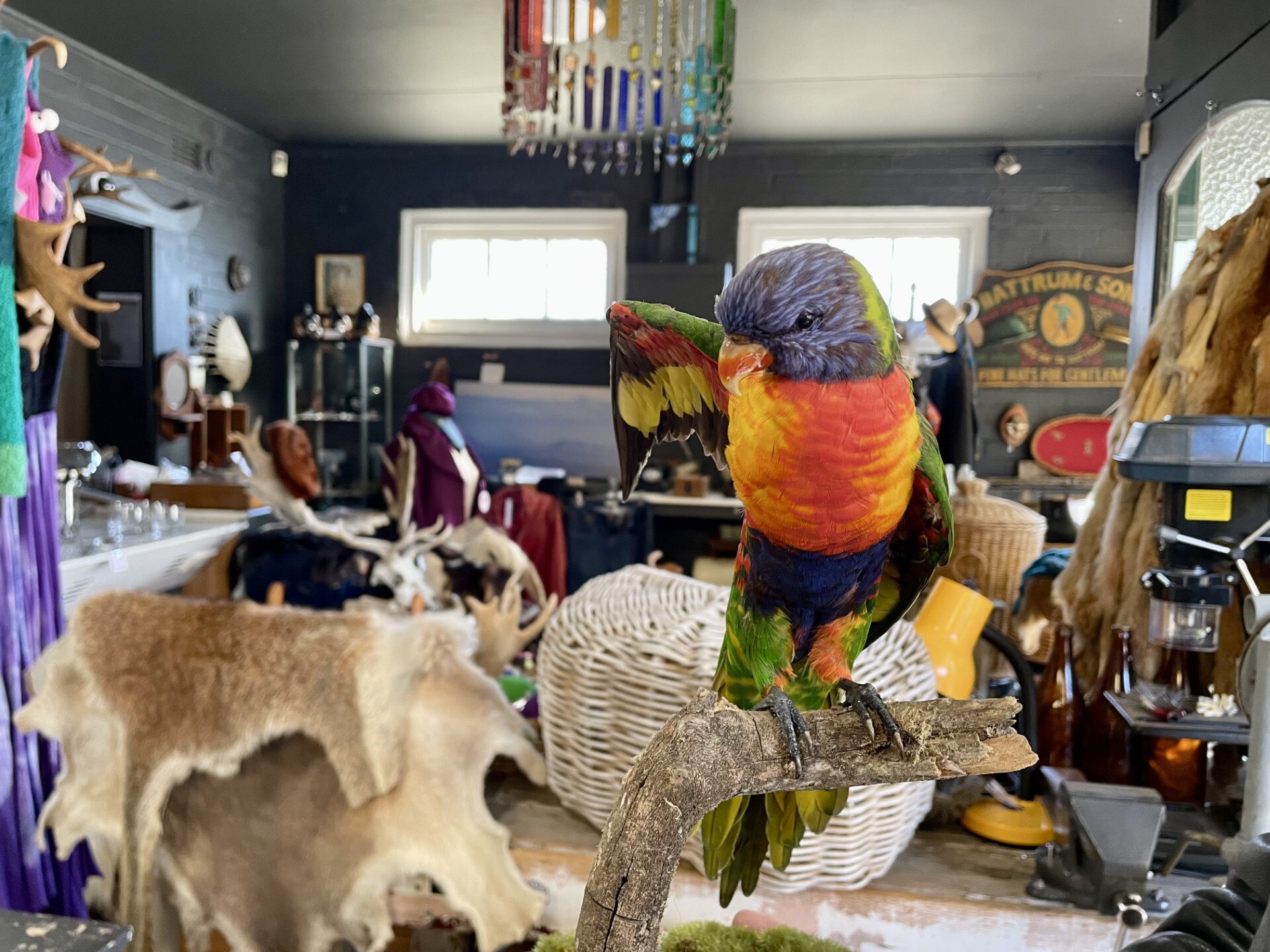 A colourful stuffed bird sitting on a perch in a shop.