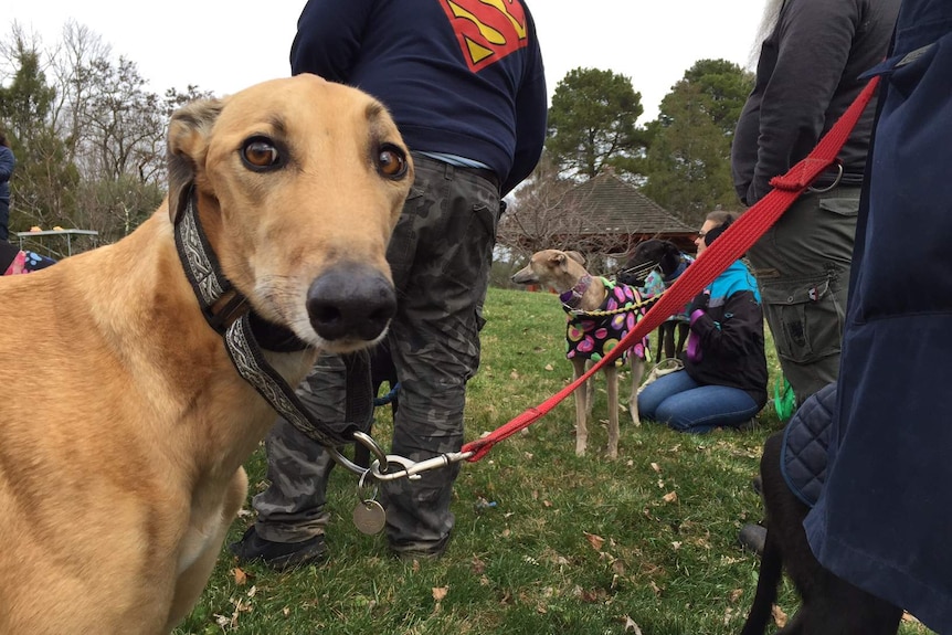A greyhound at the March for the Murdered Millions event in Canberra.