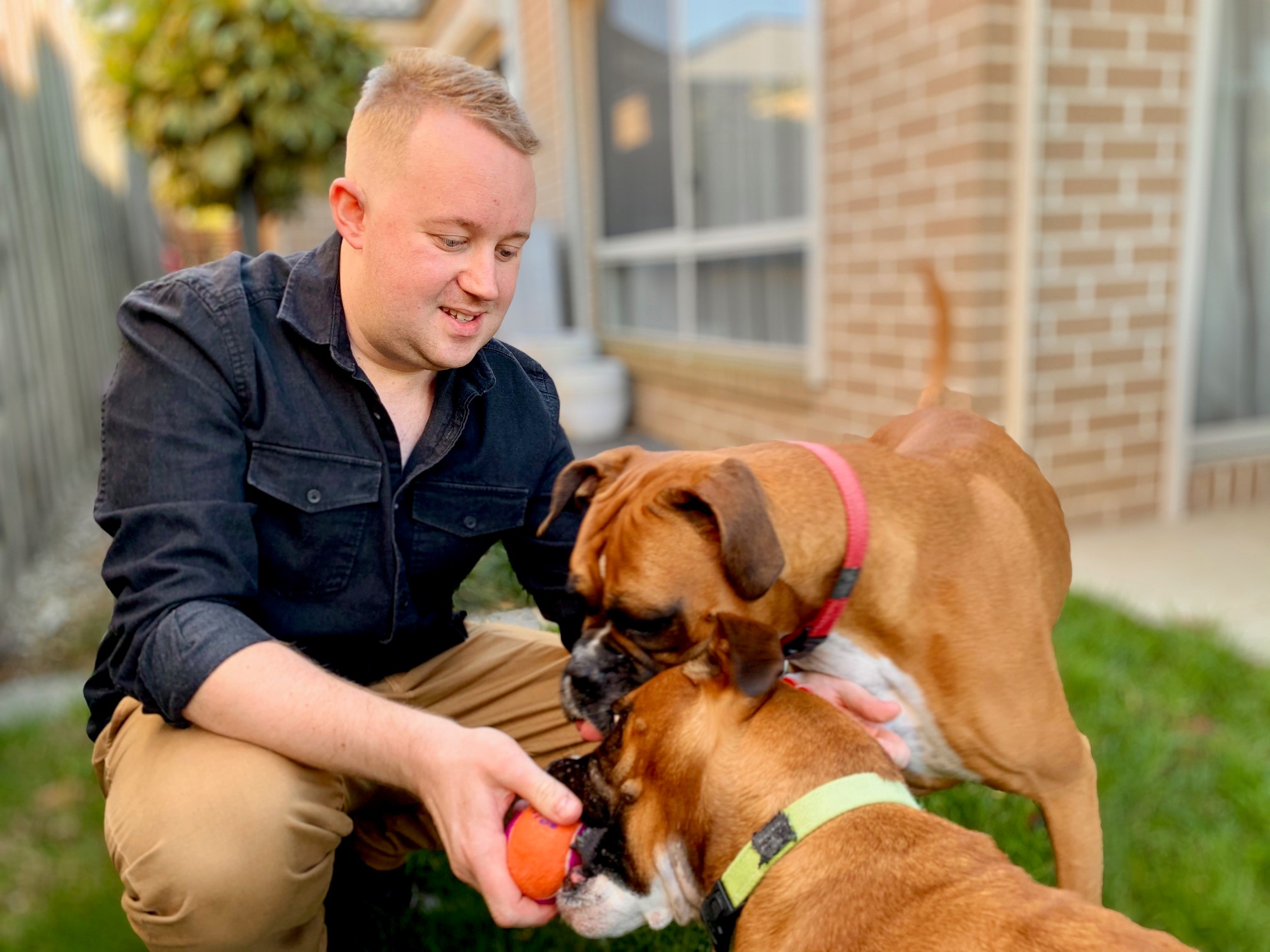 A man squatting down and showing a tennis ball to two brown dogs.