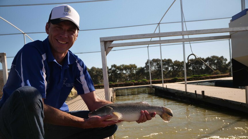 Managing Director Mat Ryan holding a full-size Murray cod.