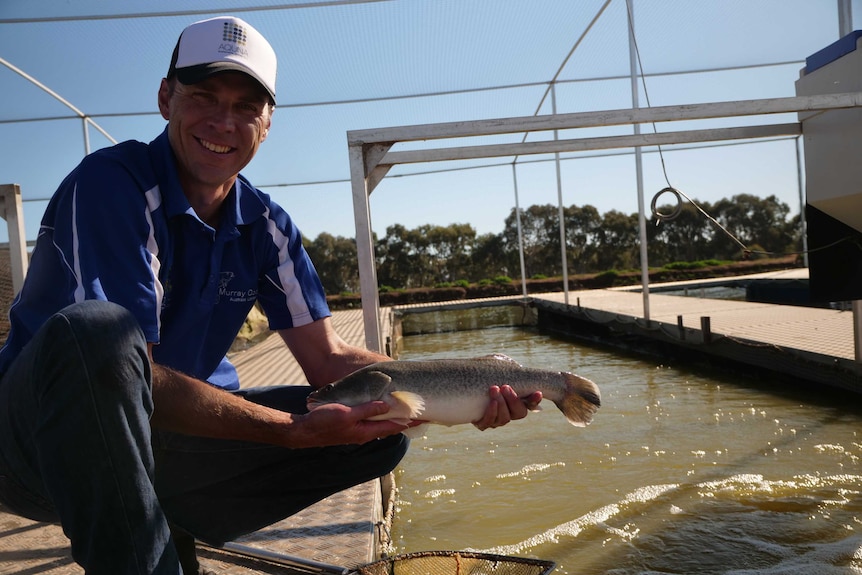Managing Director Mat Ryan holding a full-size Murray cod.