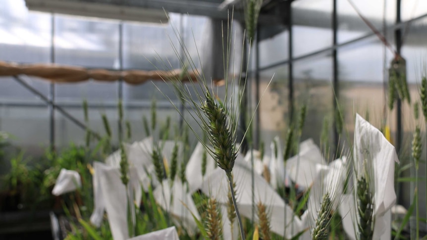 Tungsten growing in a greenhouse