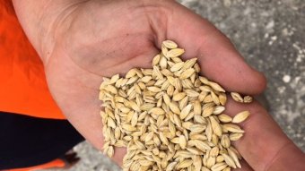 Barley grains in mans hand close up.