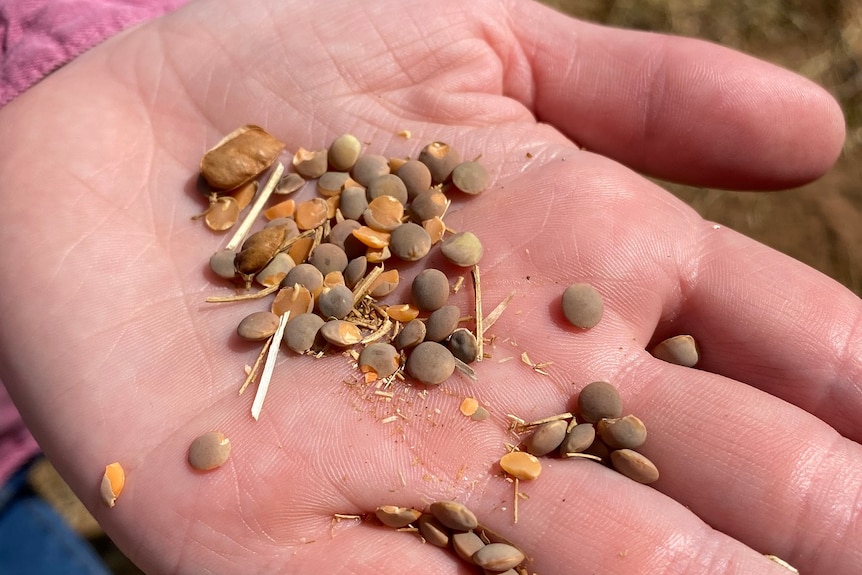 Lentils that are chipped and discoloured in a hand palm.