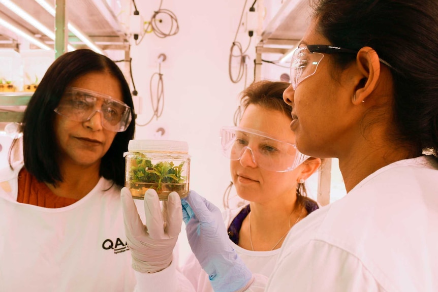 Three scientists in lab coats looking at clippings of avocado plants in a jar