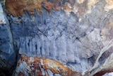 A silver, deep grooved fossil is seen in the yellow and brown rock