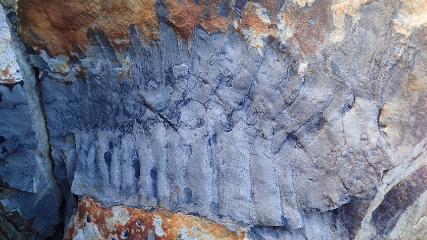 A silver, deep grooved fossil is seen in the yellow and brown rock