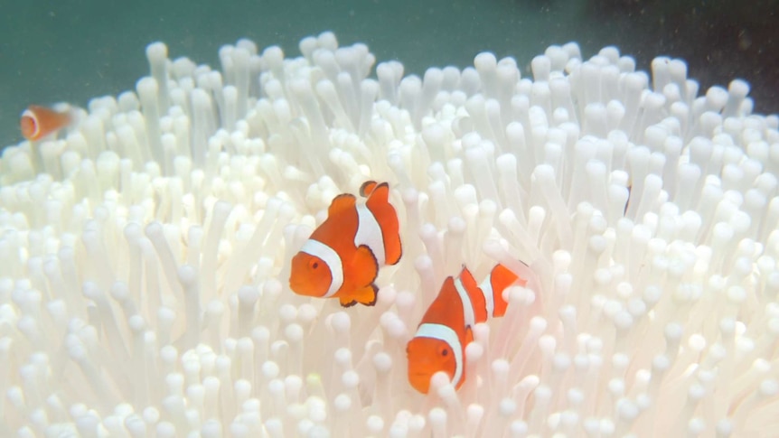 Coral reef bleaching