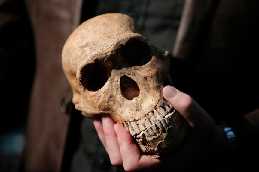 Lee Berger holds the skull of Neo, a male Homo naledi fossil Source: Getty Images