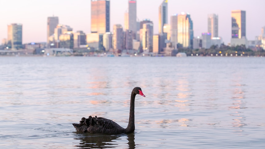 swan on Swan River Perth
