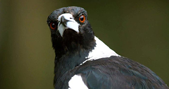 Front view of magpie