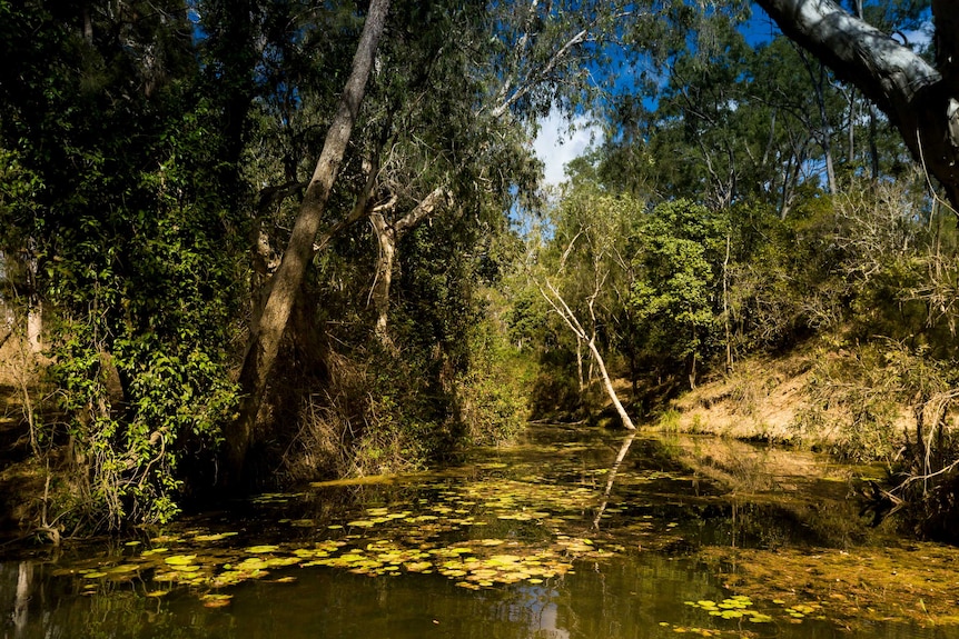 A river surrounded by trees.