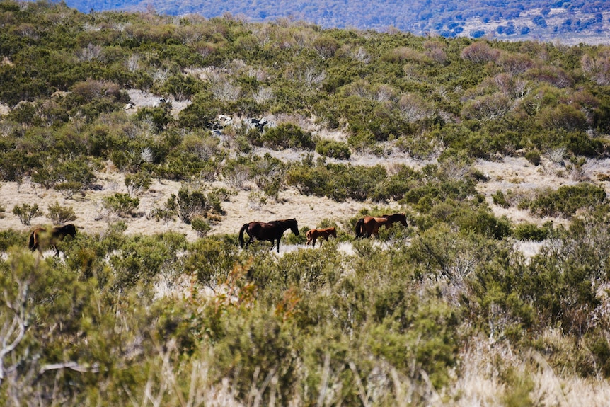 a picture of three horses in the distance of a national park