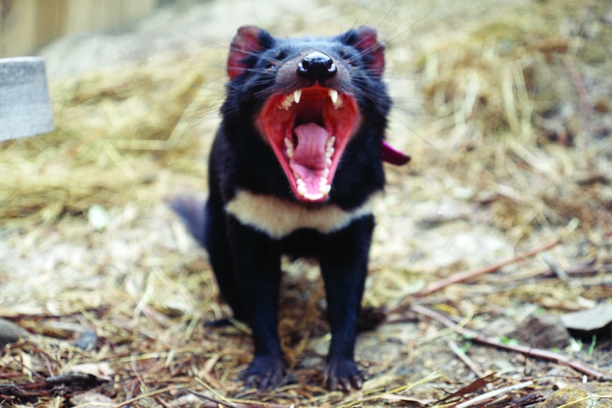 Tasmanian Devil