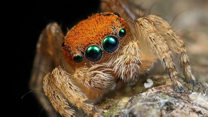 Close up of a spider with green eyes and an orange back