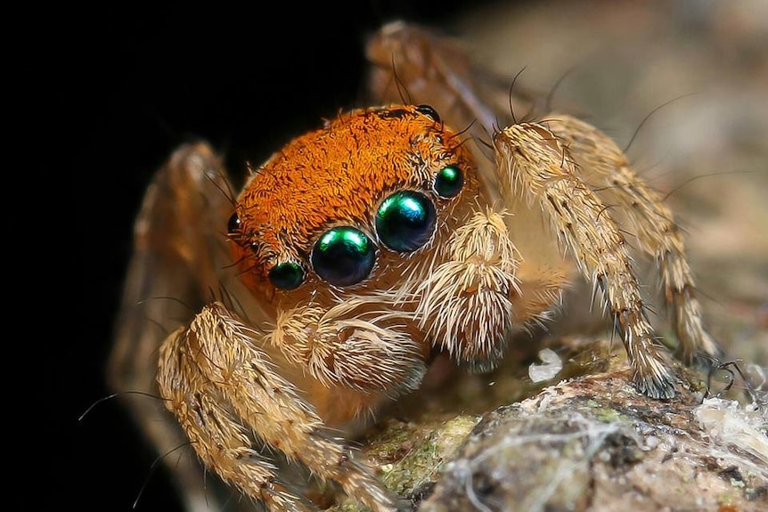 Close up of a spider with green eyes and an orange back