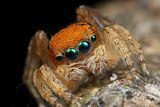 Close up of a spider with green eyes and an orange back