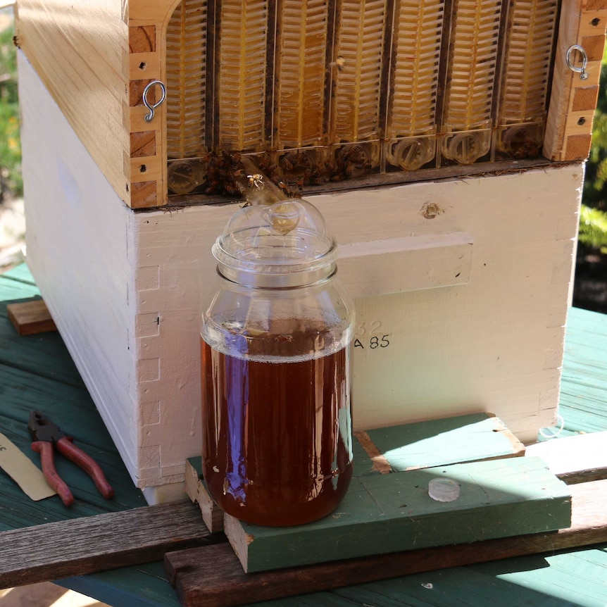 Stuart and Cedar believe their device could make a big difference in the lives of beekeepers.