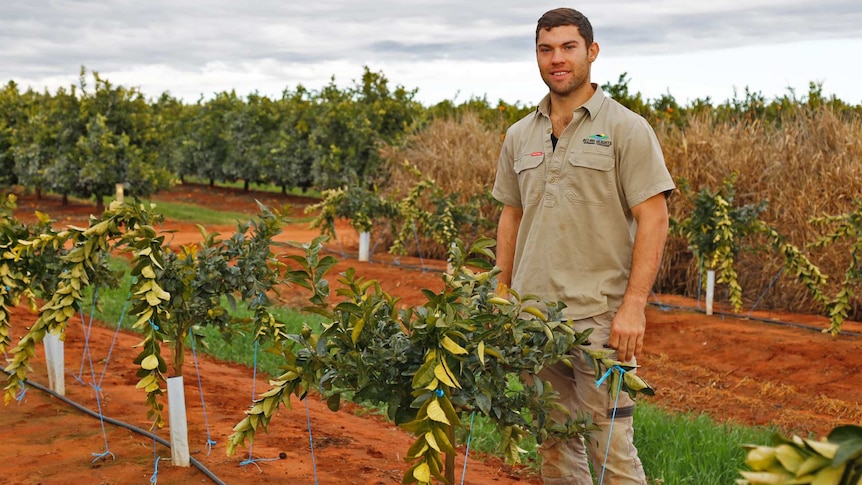 A citrus farmer stands with his crop of mandarin trees that are being pulled down by pegs.