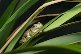 A spotted green frog in the fronds of a green plant.