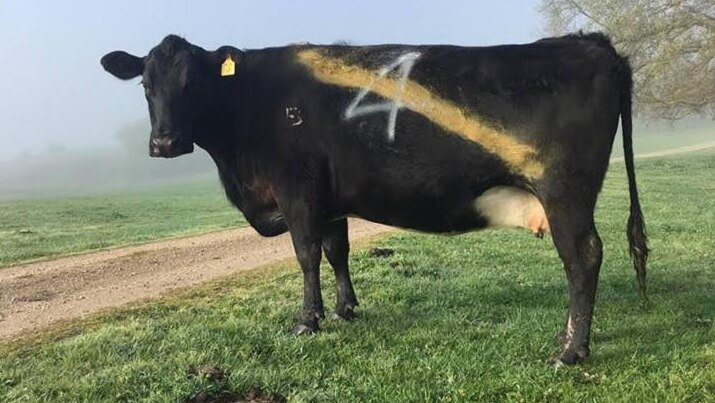 A yellow sash has been painted on a black cow in the lead up to Richmond's grand final appearance