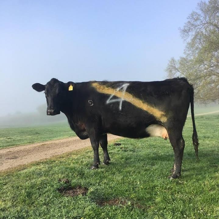 A yellow sash has been painted on a black cow in the lead up to Richmond's grand final appearance