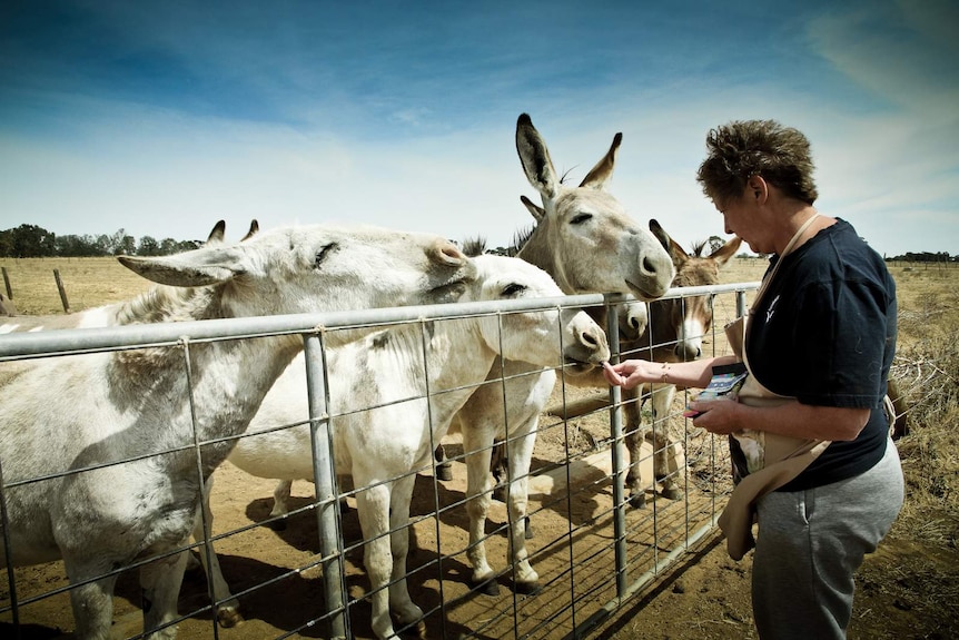 Feeding donkeys liquorice