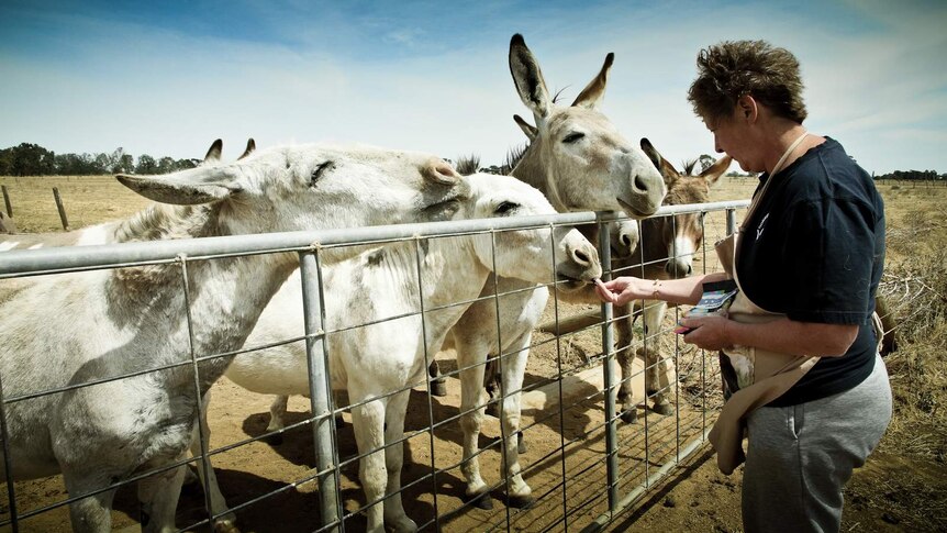 Feeding donkeys liquorice