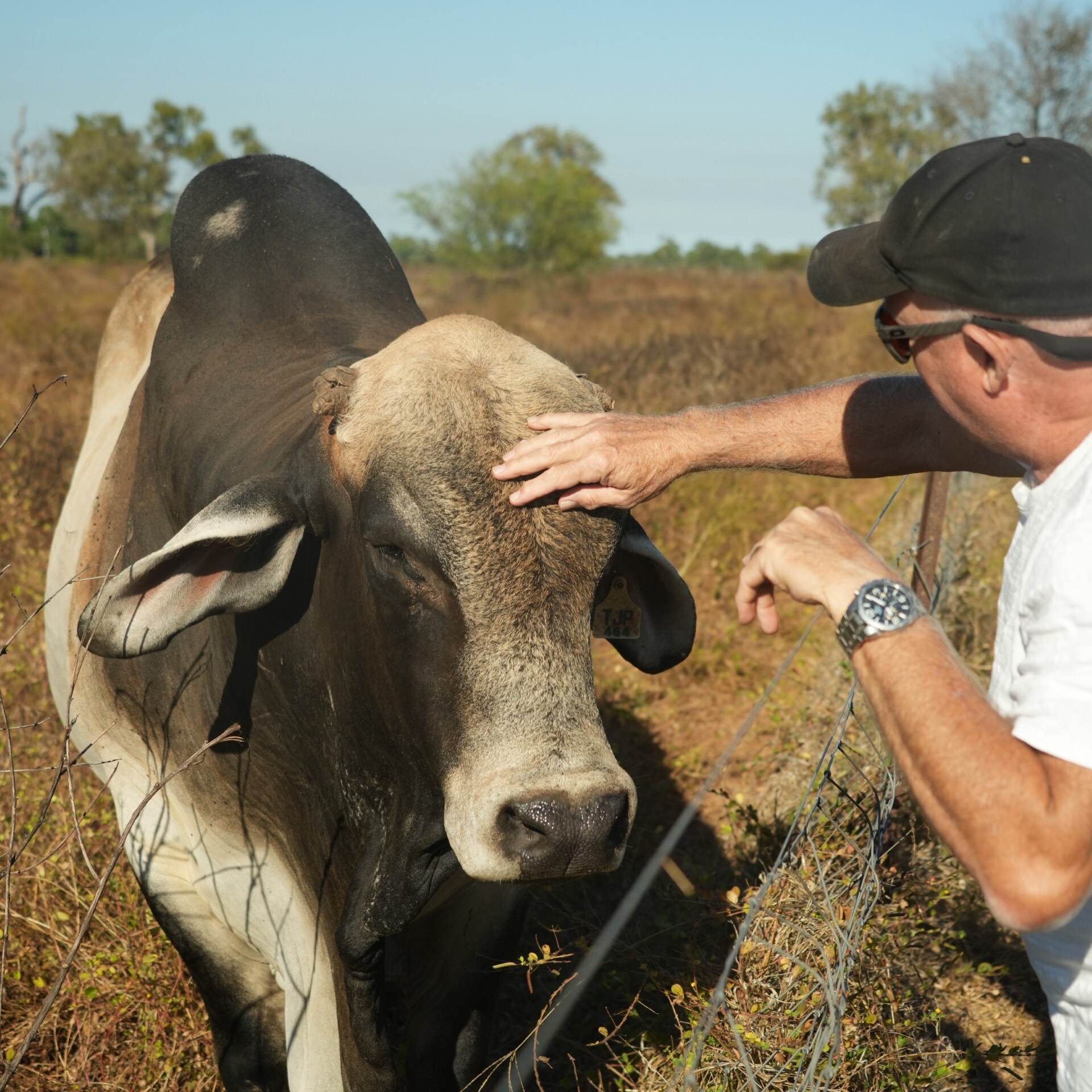 Tourist pats a Brahman bull during a cattle industry tour at a rural caravan park in Katherine.