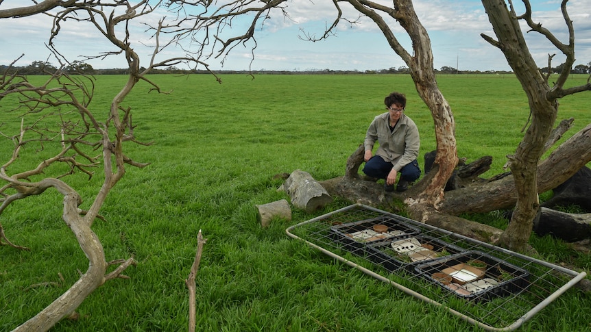 Person in a green field next to a tree looking down at sterile blowflies