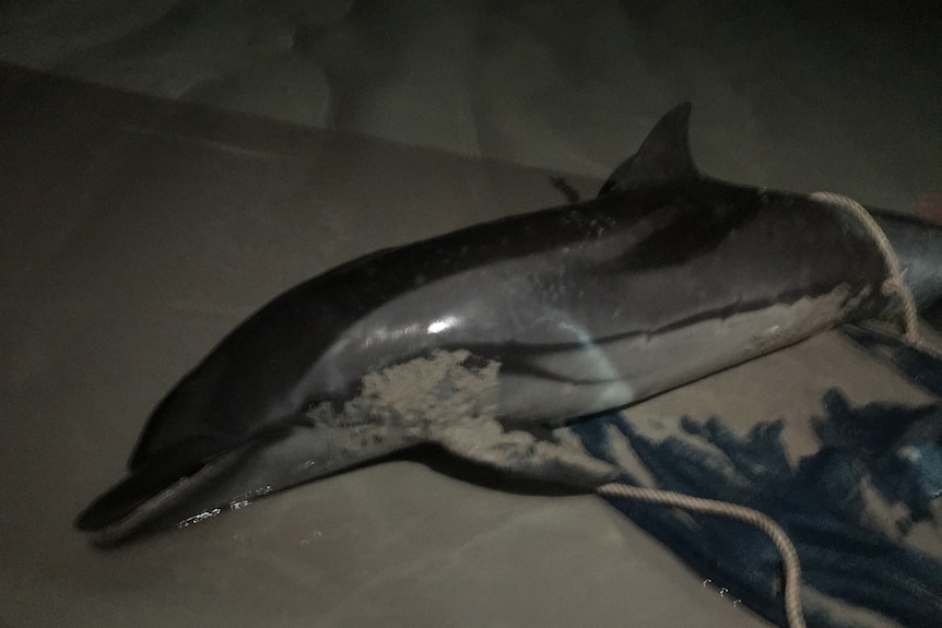 Stranded dolphin on Cable Beach