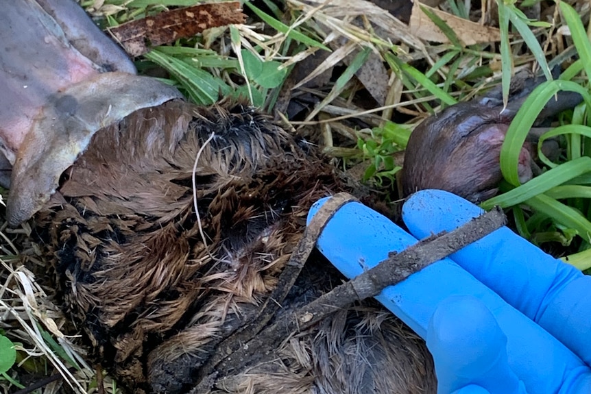 Platypus killed by elastic band, a gloved hand holds the band