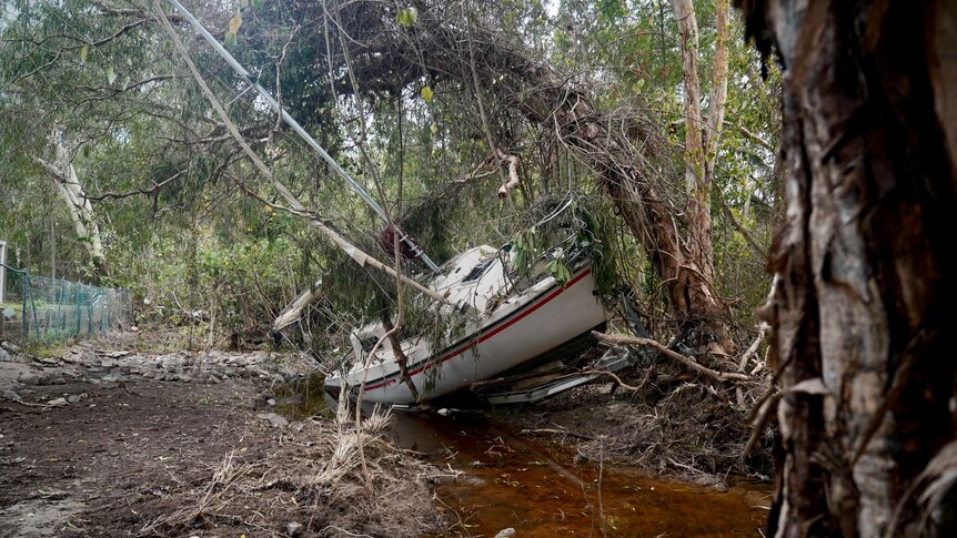 a boat in the mud caught up in branches