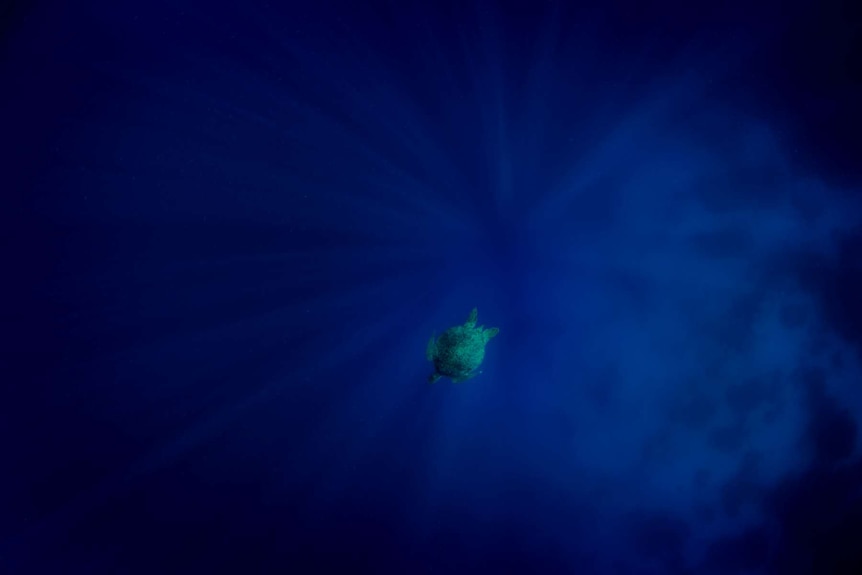 A lone turtle swimming in the dark blue ocean.