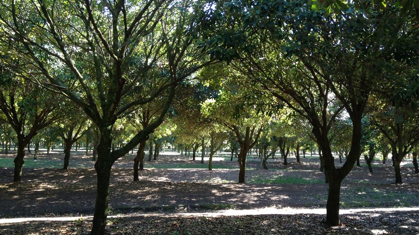 Macadamia trees grown on former cane land near Ballina.