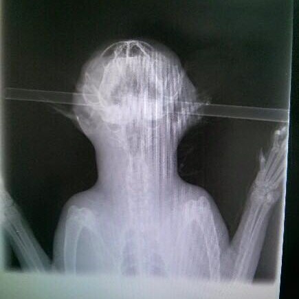 X-ray of cat shot with an arrow