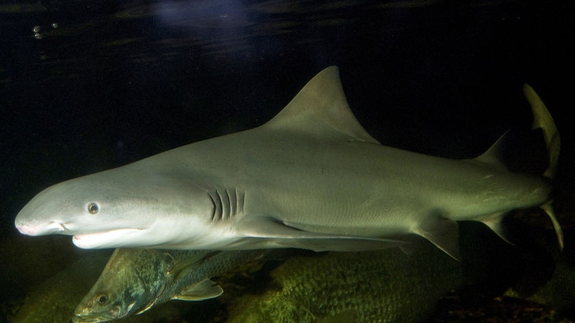 A speartooth shark on display at Melbourne Aquarium, December 29, 2009.