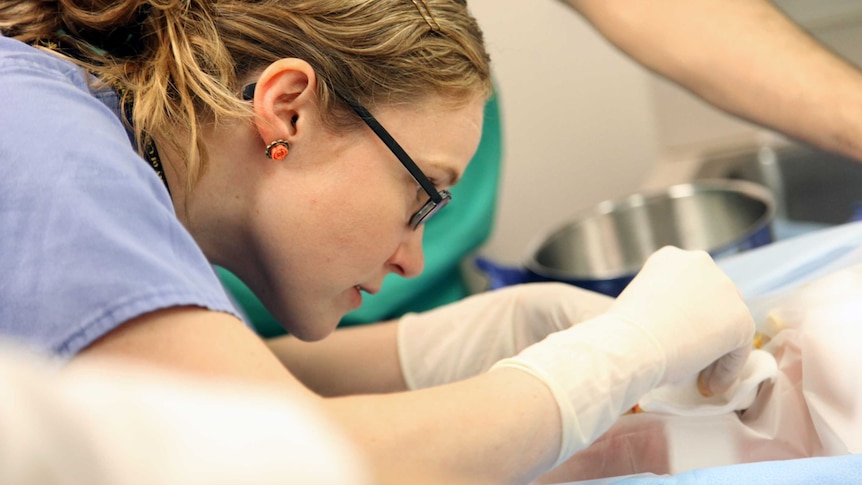 A doctor performs a circumcision