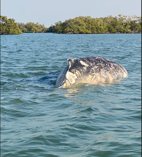 Humpback whale stranded off Fraser Coast dies, citizen scientists asked to help monitor numbers - Vimarsana News