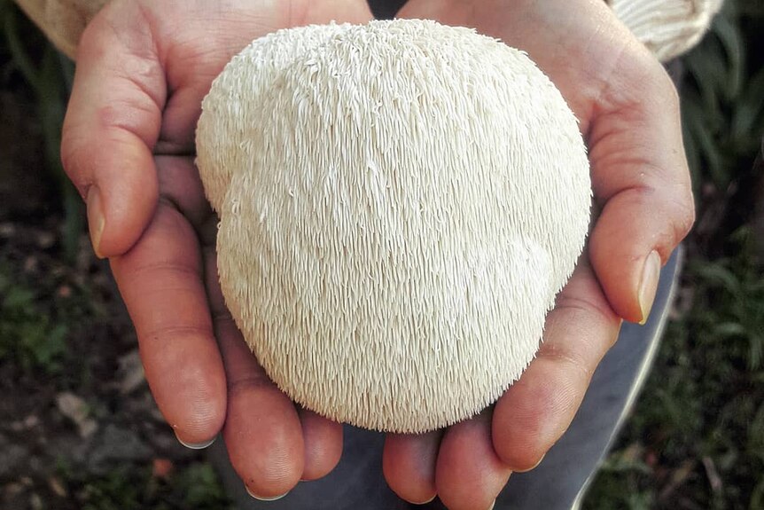 Two hands holding a lion's mane mushroom, which is white and about the size of a fist and appears to have white 'hairs'.