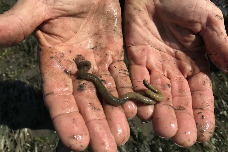 Cupped hands holding a bloodworm.