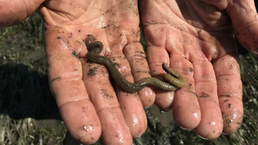 Cupped hands holding a bloodworm.