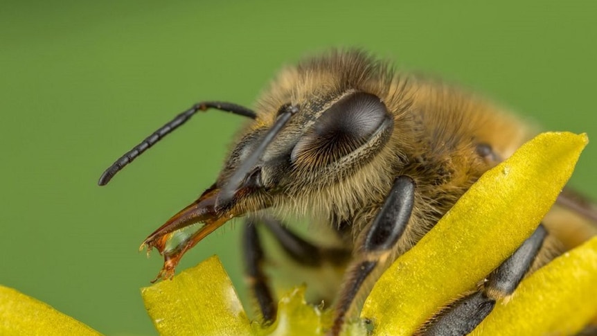 SA has the highest rate of hospitalisation & death from anaphylactic bee stings: New Research
