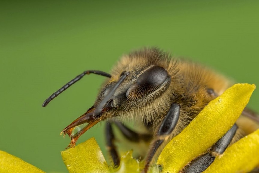 SA has the highest rate of hospitalisation & death from anaphylactic bee stings: New Research