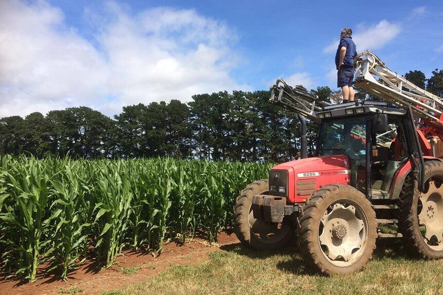 Tasmanian farmer Rowan Black surveys a field ahead of commencing a maze project.