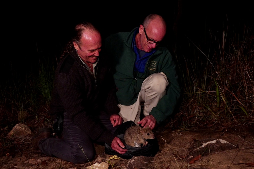 Two conservationists release a Northern Bettong into the wildlife sanctuary