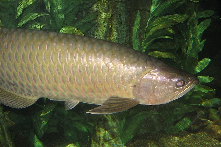 The Saratoga - Scleropages jardinii - Australian Arowana